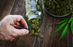 Useful and Harmful Properties of Marijuana