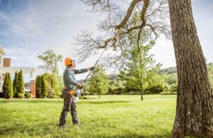 Will Sarasota Tree Trimming Kill Your Tree?
